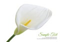 Beautiful white Calla lily Royalty Free Stock Photo