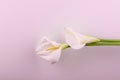 Gentle beautiful white callas on a light pink background Royalty Free Stock Photo