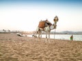 Beautiful white camel with decorated saddle on sea beach at Egypt Royalty Free Stock Photo