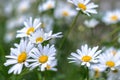 Beautiful white camomiles daisy flowers field on green meadow Royalty Free Stock Photo