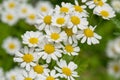 Beautiful white camomiles daisy flowers field on green meadow Royalty Free Stock Photo