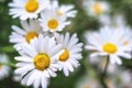 Beautiful white camomiles daisy flowers field on green meadow Royalty Free Stock Photo