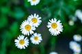 Beautiful white camomiles daisy flowers field on green meadow Royalty Free Stock Photo