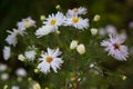 Beautiful white camomiles daisy flowers on green garden. Background Royalty Free Stock Photo