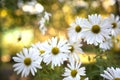 Beautiful white camomiles daisy flowers on green garden Royalty Free Stock Photo