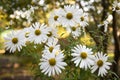 Beautiful white camomiles daisy flowers on green garden Royalty Free Stock Photo
