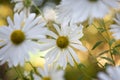 Beautiful white camomiles daisy flowers on green garden Royalty Free Stock Photo