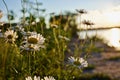 Beautiful white camomiles Royalty Free Stock Photo