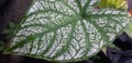 Beautiful white Cannas flower leaf