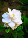 Beautiful White Cape Jasmine is eye-catching for any nature lover Royalty Free Stock Photo