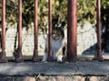 Beautiful white cat behind the bars Royalty Free Stock Photo