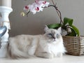 beautiful white cat with blue eyes and a basket of orchids Royalty Free Stock Photo