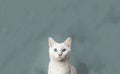 Beautiful white cat with blue eyes isolated on a pale green background. AI-generated. Royalty Free Stock Photo