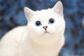 Cat Blue Eyes Free Stock Photo - Public Domain Pictures