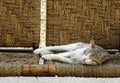 A beautiful white cat lying on a wicker sofa Royalty Free Stock Photo