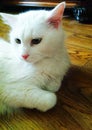 Beautiful white cat pose sight Royalty Free Stock Photo