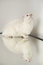 A beautiful white cat with pretty blue eyes looking up at the ceiling over a mirror