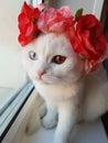 A beautiful white cat with a red flower wreath on its head. Different eyes. Animal fashion. Royalty Free Stock Photo