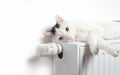 Beautiful white cat relaxing on the radiator closeup. Royalty Free Stock Photo