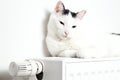 Beautiful white cat relaxing on the radiator closeup. Royalty Free Stock Photo