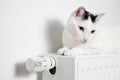 Beautiful white cat relaxing on the radiator closeup. Royalty Free Stock Photo