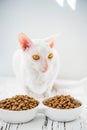 A beautiful white cat sitting next to a bowl of food to eat. Pictures of Cornish Rex with amber eyes. Royalty Free Stock Photo