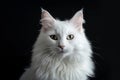 Beautiful white cat staring into the camera on dark background with copy space for text Royalty Free Stock Photo
