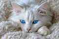 Beautiful White Cat with Striking Blue Eyes Resting on Fluffy Blanket, Serene Domestic Feline Portrait Royalty Free Stock Photo