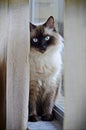 Beautiful White Cat on Window Sill