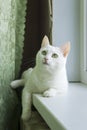 Beautiful white cat on windowsill Royalty Free Stock Photo