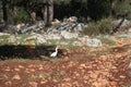 White Cattle Egret Bird in The Forest Royalty Free Stock Photo