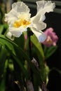 White cattleya orchid with yellow heart