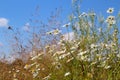 White chamomiles flowers blooming in the field in natural conditions against the blue sky. Royalty Free Stock Photo