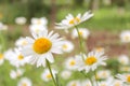 Beautiful white chamomiles in the flower bed Royalty Free Stock Photo