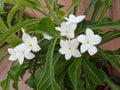 Beautiful White Champa