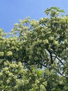 beautiful White Cheesewood flowers in the garden