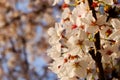 Beautiful white Cherry blossom flowers tree branch in garden with nice clear blue sky. natural spring season festival background Royalty Free Stock Photo