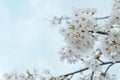 Beautiful white Cherry blossom flowers tree branch in garden with nice clear blue sky. natural spring season festival background Royalty Free Stock Photo