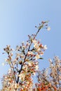 Beautiful white Cherry blossom flowers tree branch in garden with nice clear blue sky. natural spring season festival background Royalty Free Stock Photo