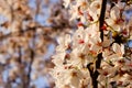 Beautiful white Cherry blossom flowers tree branch in garden with nice clear blue sky. natural spring season festival background Royalty Free Stock Photo