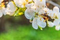 Beautiful white cherry blossom sakura flowers macro close up in spring time. Nature background with flowering cherry tree. Royalty Free Stock Photo