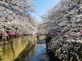 Beautiful white cherry blossom or sakura full bloom at the Meguro Royalty Free Stock Photo