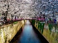 Beautiful white cherry blossom or sakura full bloom at the Meguro Royalty Free Stock Photo