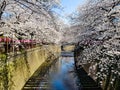 Beautiful white cherry blossom or sakura full bloom at the Meguro Royalty Free Stock Photo