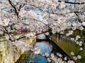 Beautiful white cherry blossom or sakura full bloom at the Meguro Royalty Free Stock Photo