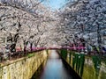 Beautiful white cherry blossom or sakura full bloom at the Meguro Royalty Free Stock Photo