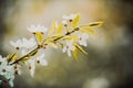 Beautiful white cherry blossoms bloom on the branches of a bush with green young leaves on a sunny spring day Royalty Free Stock Photo