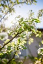 Beautiful white cherry blossoms blooming on a tree. Royalty Free Stock Photo