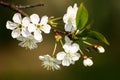 Beautiful white cherry blossoms on a natural background Royalty Free Stock Photo