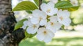 beautiful white cherry blossoms in spring Royalty Free Stock Photo